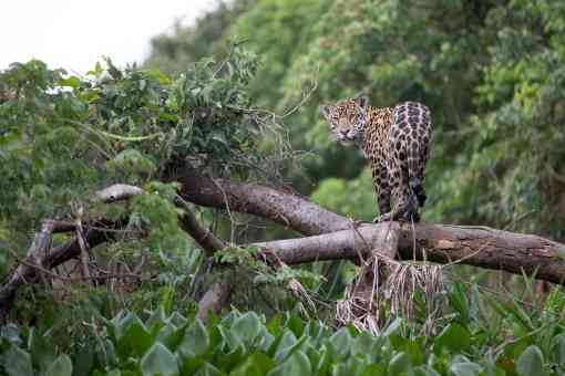 Jaguar on a Branch in the Forest - Brazilian Pantanal - Brazil
