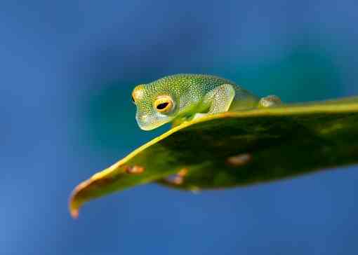 Granular Glass Frog - Costa Rica