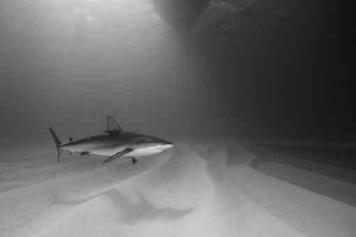 Caribbean Reef Shark Swimming Near Ocean Floor - The Bahamas
