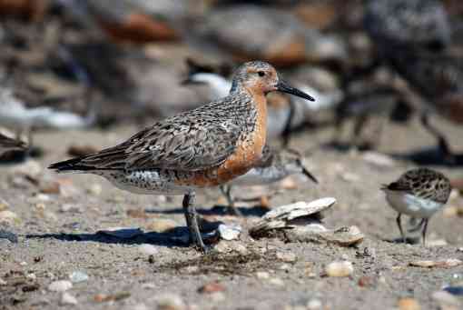 Red Knot - Delaware