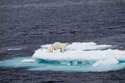 Polar Bear Mother with Two Cubs on Ice Floe