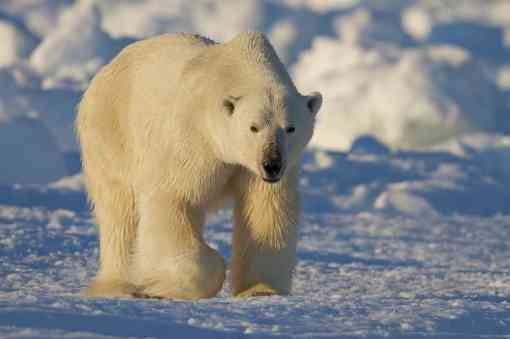 Stalking Polar Bear