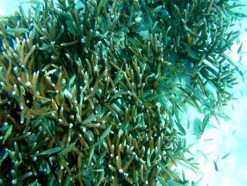 Strand of Staghorn Coral