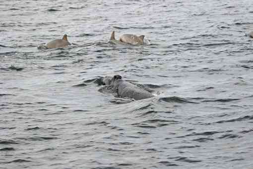 Right Whale Calf Swimming with Dolphins