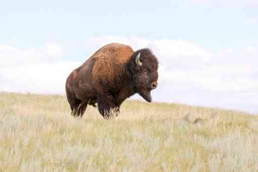 Fort Peck Bison Release - Bull on hill - MS landscape 