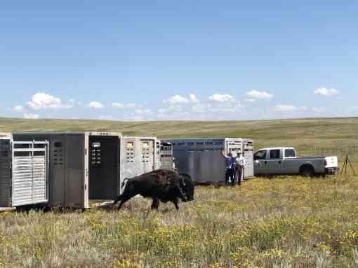 Fort Peck Bison Release 