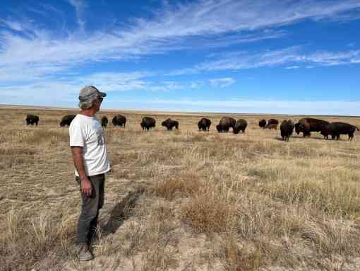 Southern-Plains-Land-Trust-bison