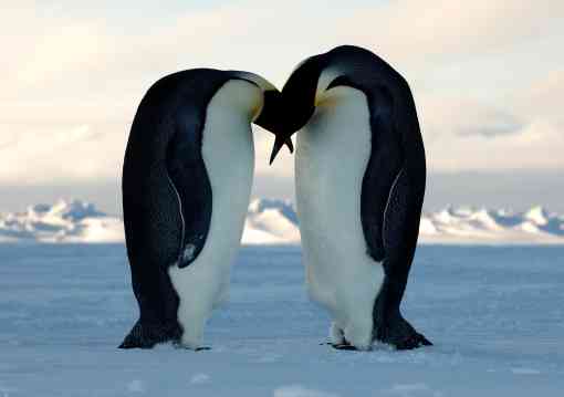 Two emperor penguins meet on the Antarctic ice in what looks like a kiss.