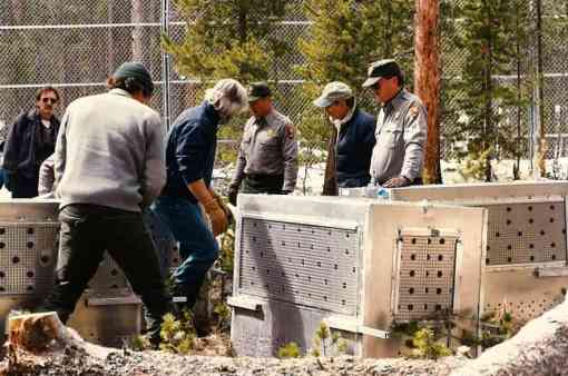 Yellowstone Wolf Release - Volunteers Standing Around Wolf Cages Before Introduction