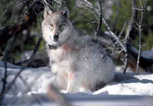 Collared Gray Wolf - Yellowstone National Park - Wyoming