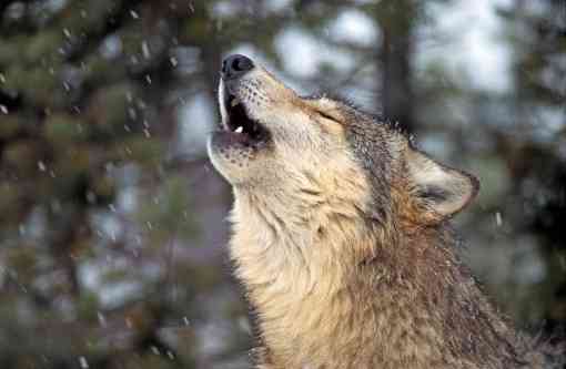 Gray Wolf Howling in Snow - Montana