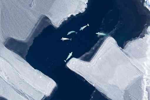 Beluga Whale Pod - Chukchi Sea