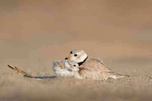 Piping Plovers Snuggling