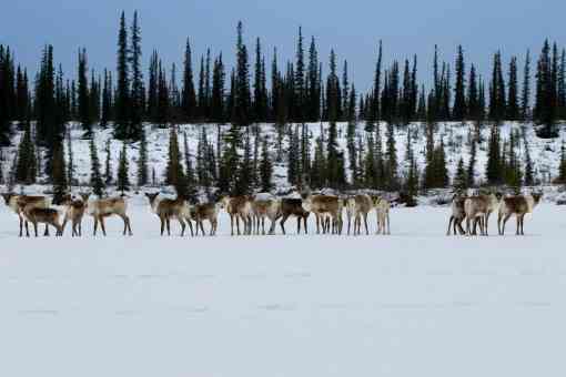 Porcupine Caribou Migration - Arctic Refuge - Canada