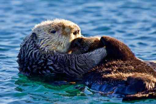 Sea Otter Mother with Pup - Monterey Bay - California