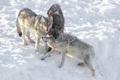 Three Gray Wolves Playing - Yellowstone National Park - Wyoming