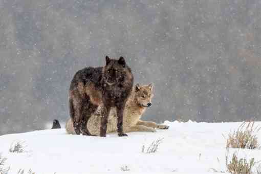Wolves in the Snow - Yellowstone National Park - Wyoming