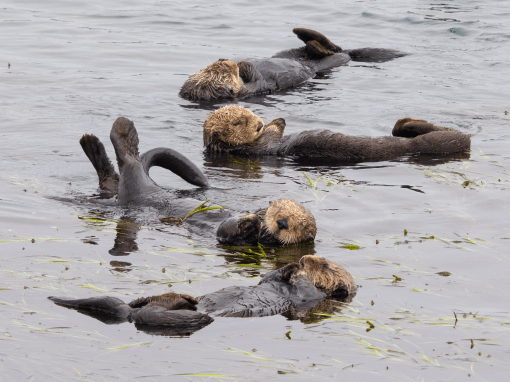 Sea Otter Raft of Four - California