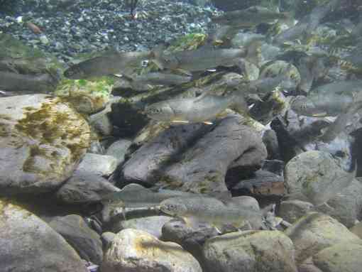 Several bull trout in water