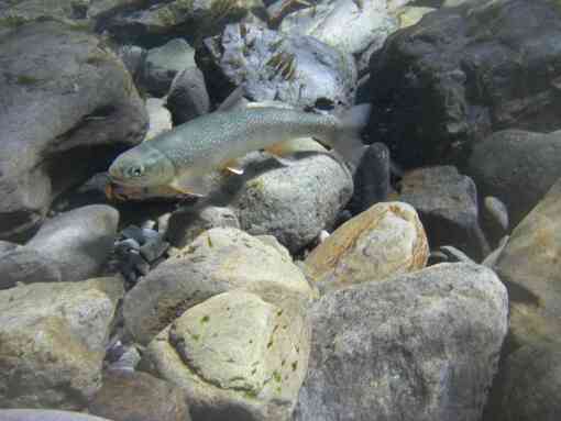 Lone bull trout in water
