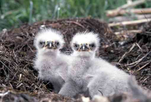 Bald Eagle Chicks - Alaska