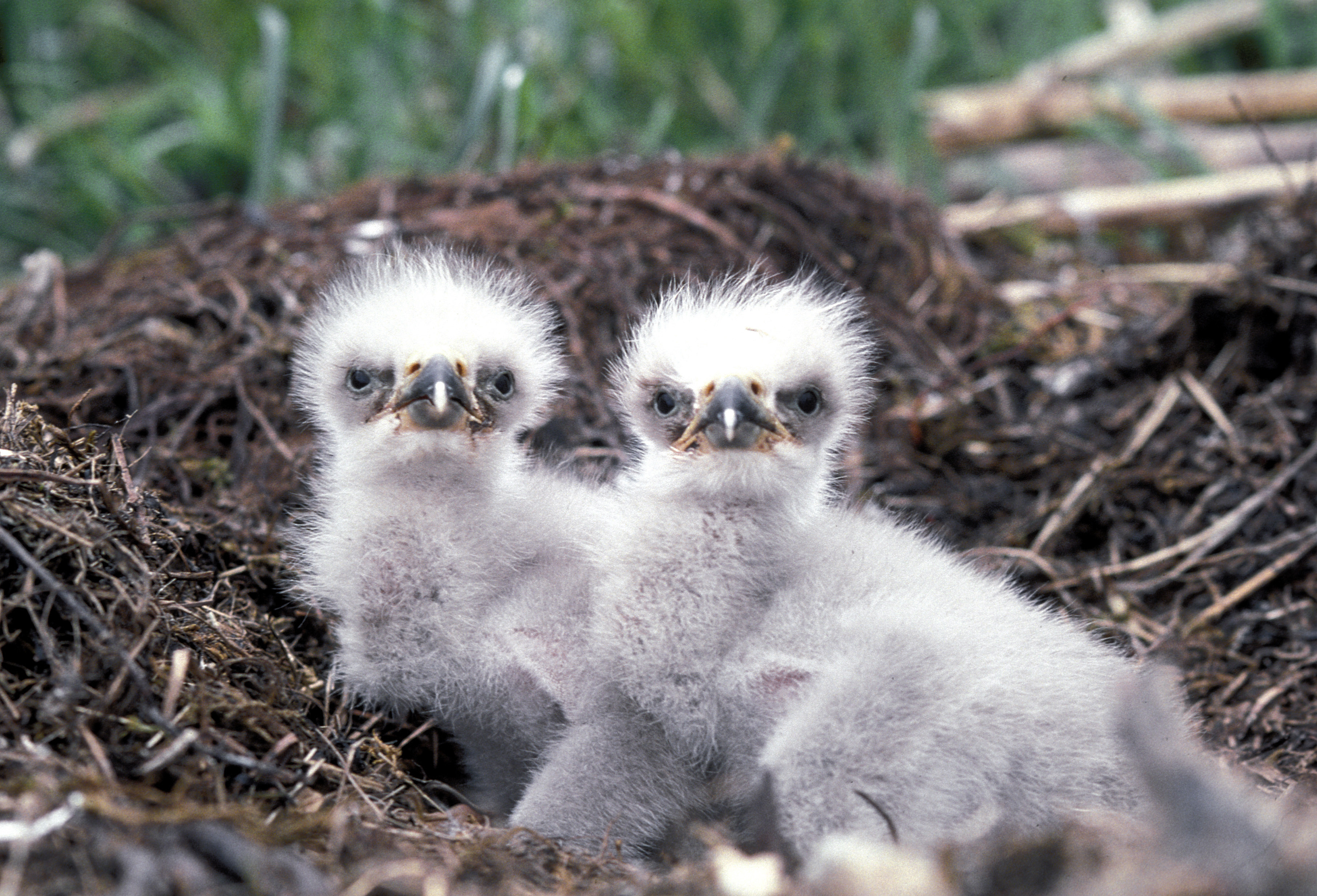 Saving the Bald Eagle – a Conservation Success Story