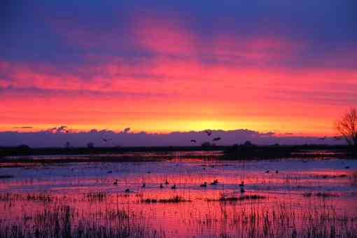 Wetland Sunset - Merced National Wildlife Refuge - California