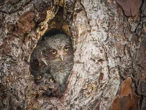 Eastern Screech Owlets Peer Out From Tree Knot - Okefenokee Swamp - Okefenokee National Wildlife Refuge - Georgia