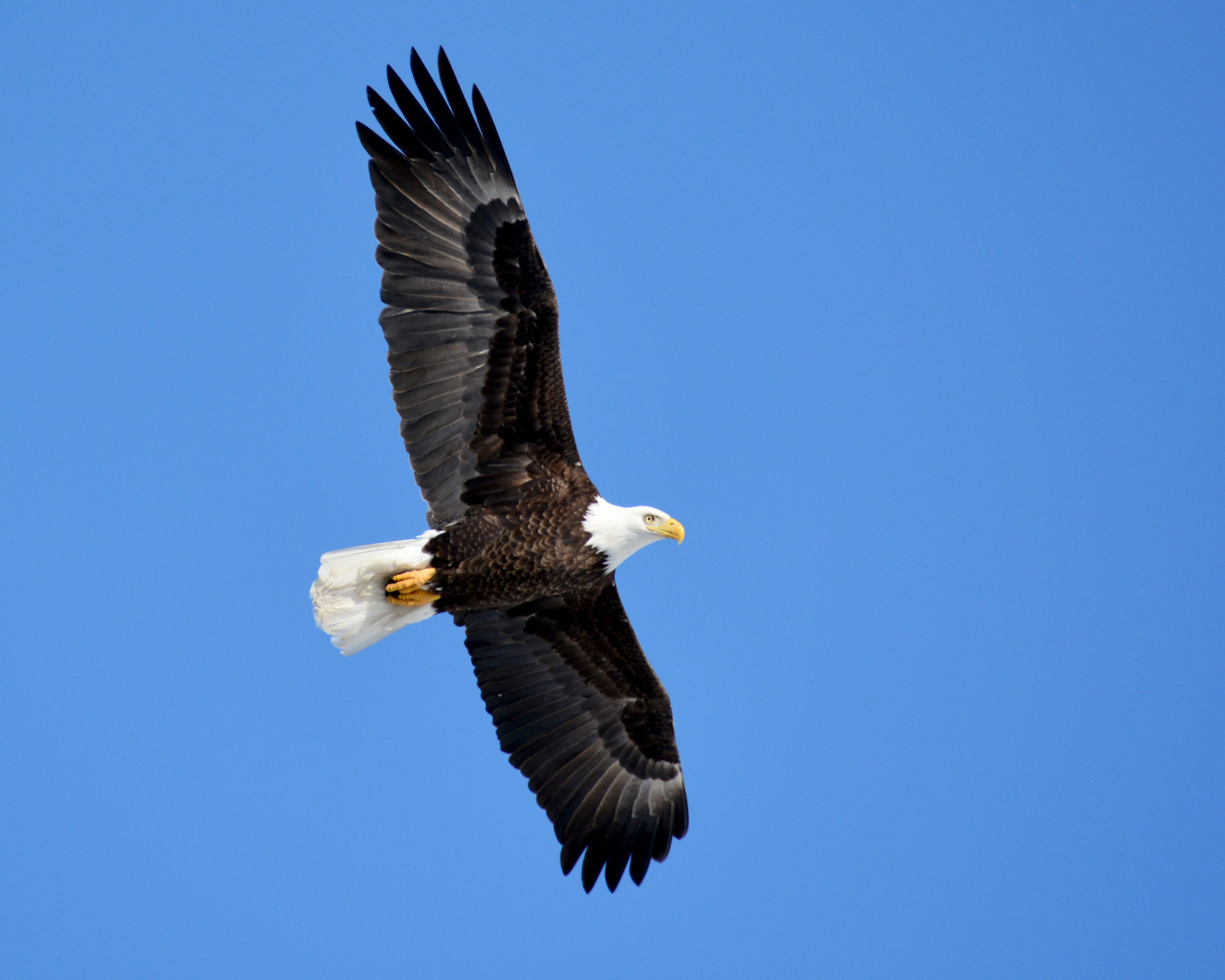 Once imperiled, America's bald eagle populations are soaring