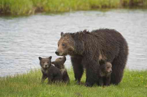 Grizzly Bear Family at the River - Gibbon River - Yellowstone National Park - Wyoming