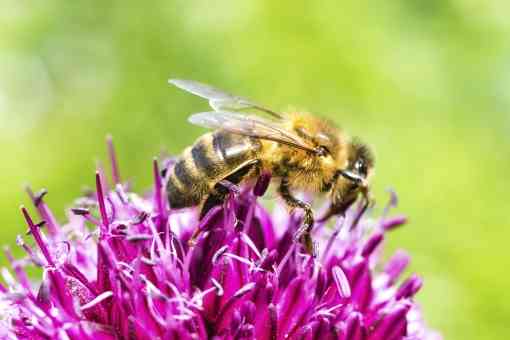 Honey bee on Allium Flower