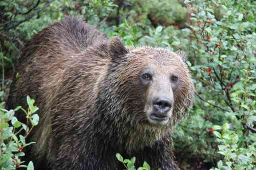 Grizzly Bear Foraging for Berries - Bow Parkway - Canadian Rockies - Canada 