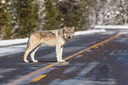 Wolf Standing in the Road Near Artist Paint Pots - Yellowstone National Park - Wyoming 