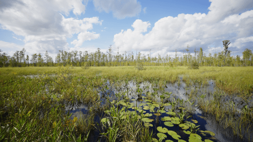 Landscape shot from swamp - Okefenokee National Wildlife Refuge - Georgia