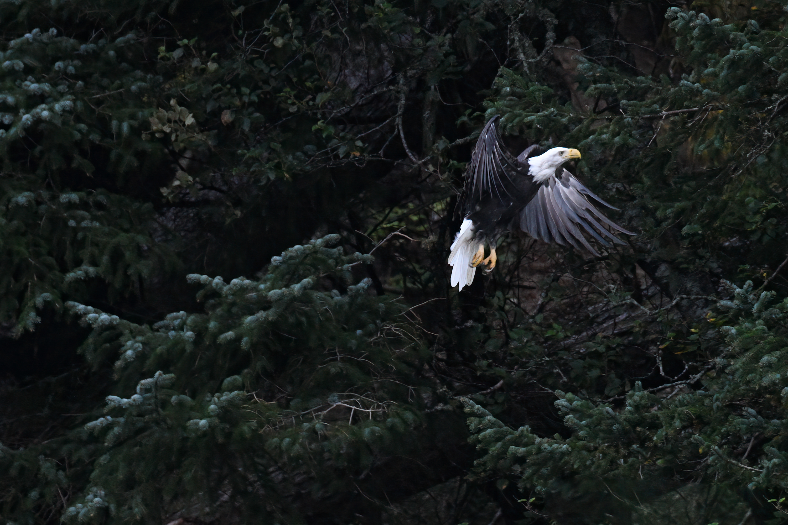 Success story: Bald eagle released by SF Zoo 20 years ago