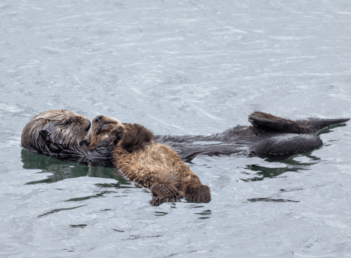 Sea Otter Mother and Pup - California