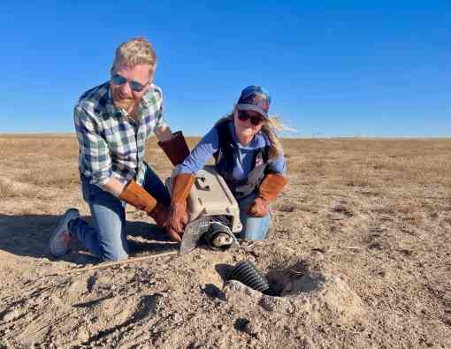 Jonathan Proctor, Rockies and Plains Director, and Chamois Andersen, Rockies and Plains Senior Representative releasing a black-footed ferret into a prairie dog burrow at Southern Plains Land Trust.