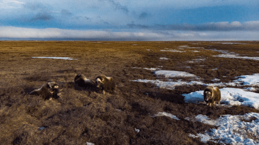 Musk ox, Arctic NWR