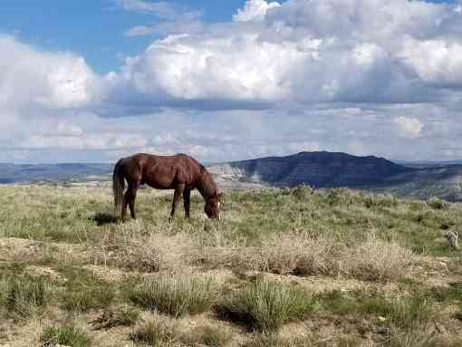 Wild horse grazing in Wyoming