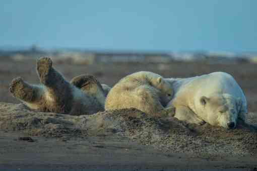 Polar Bears Playing in the Sand
