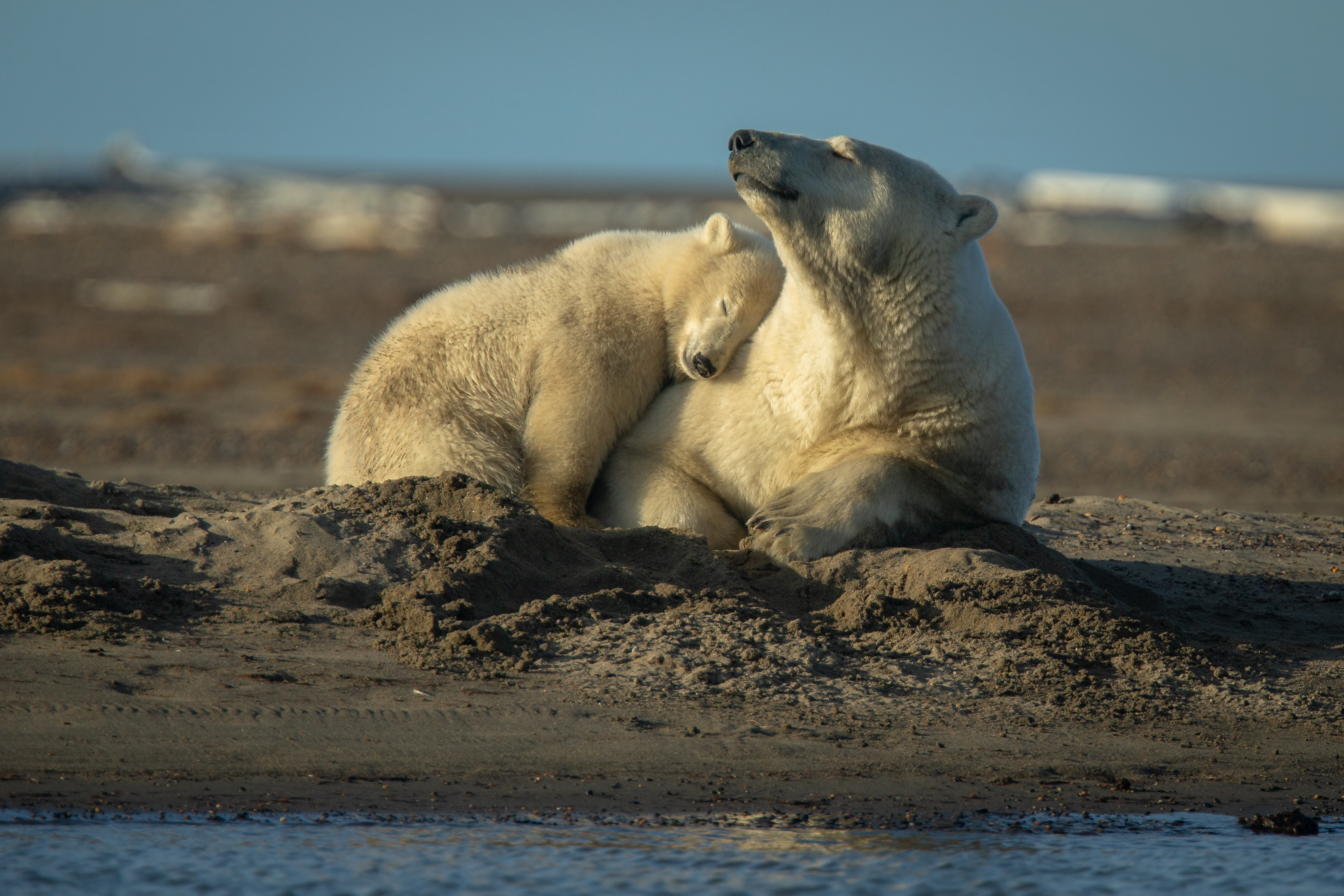 Polar Bears Playing in the Sand