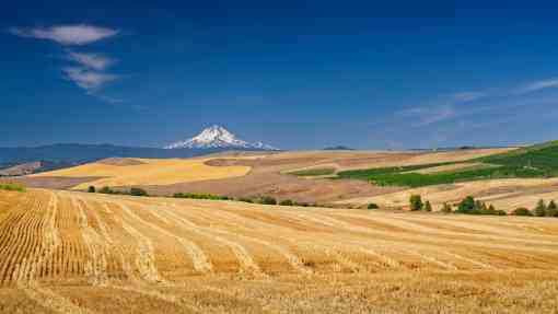Wheatfield Landscape - Oregon