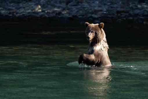 Brown bear cub looking for fish