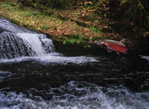 A coho salmon jumping in Oregon