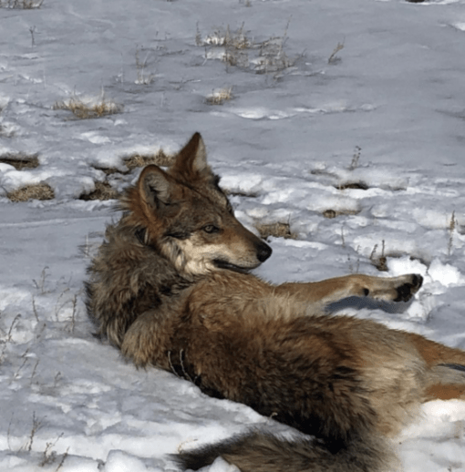 Member of the Pitchfork Canyon Wolf Pack Laying Down in Snow