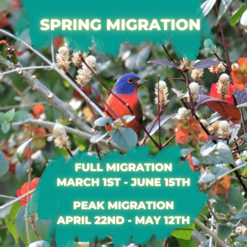 Texas Spring Bird Migration