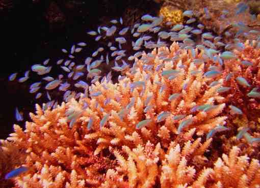Orange coral in Truk Lagoon, Micronesia
