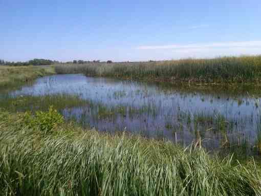 Wetland in California
