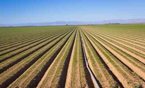 Agricultural production in the Imperial Valley, California