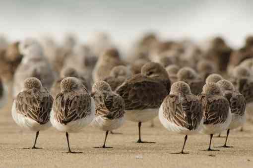 Western Sandpipers and Dunlin - Limantour Beach - Point Reyes National Seashore - California